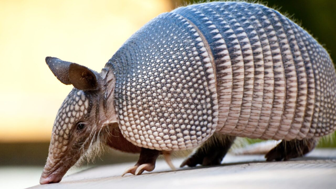 Tips offered for warding off those pesky armadillos - Johnston County ...