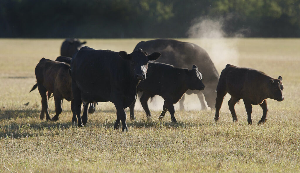 Prolonged drought leaves mark on beef industry - Johnston County Sentinel