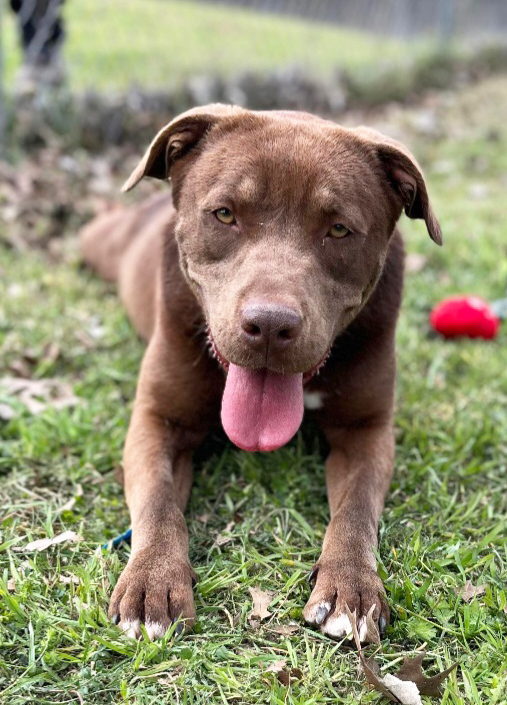 Perro Rol Rolo hopes to roll into a new home - Johnston County Sentinel
