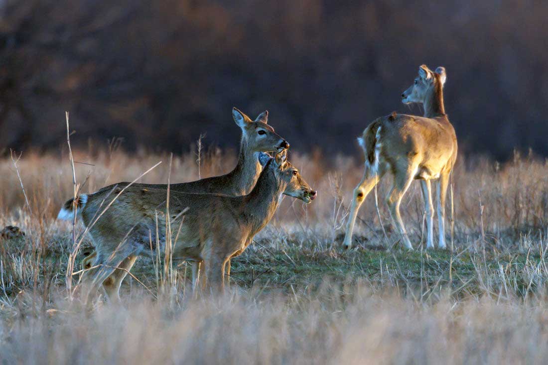 Chronic wasting disease is in Oklahoma